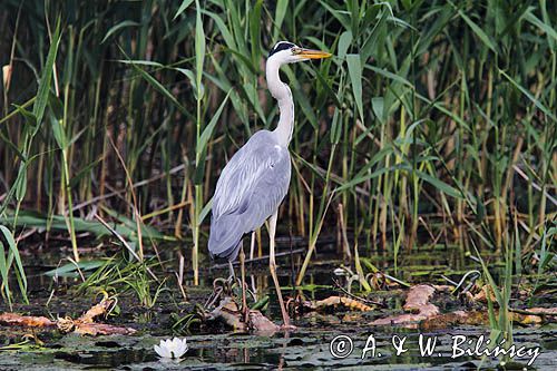 czapla siwa, Ardea cinerea