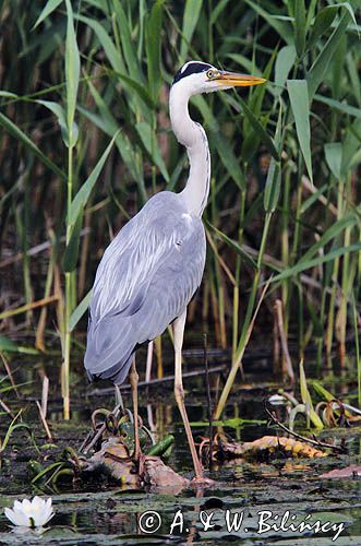 czapla siwa, Ardea cinerea