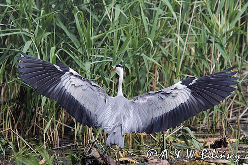 czapla siwa, Ardea cinerea