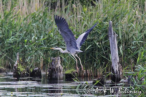 czapla siwa, Ardea cinerea