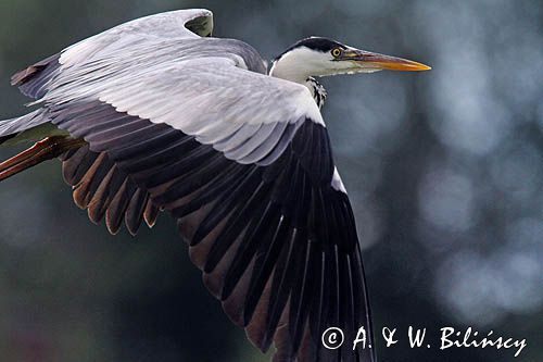 czapla siwa, Ardea cinerea