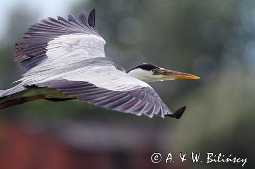 czapla siwa, Ardea cinerea