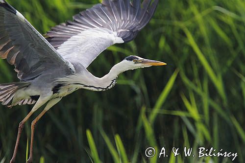 czapla siwa, Ardea cinerea