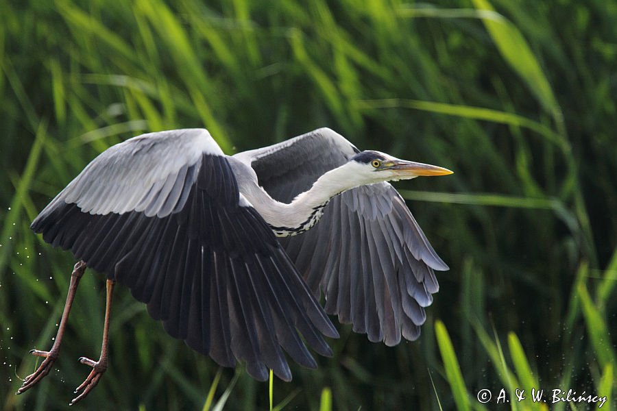 czapla siwa, Ardea cinerea