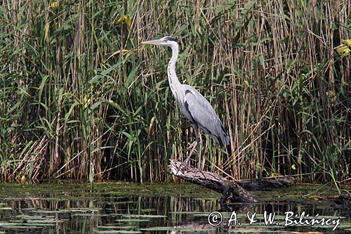 czapla siwa, Ardea cinerea