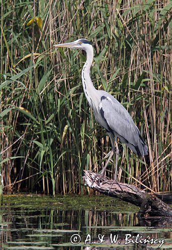 czapla siwa, Ardea cinerea