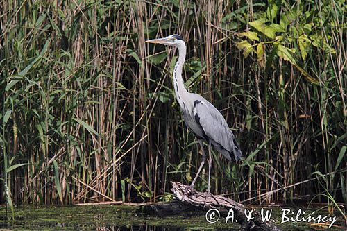 czapla siwa, Ardea cinerea