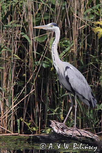 czapla siwa, Ardea cinerea