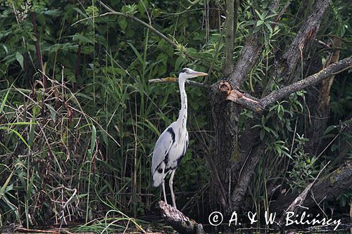 czapla siwa, Ardea cinerea