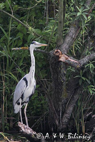 czapla siwa, Ardea cinerea