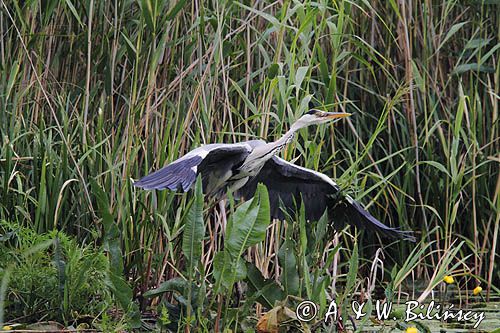 czapla siwa, Ardea cinerea