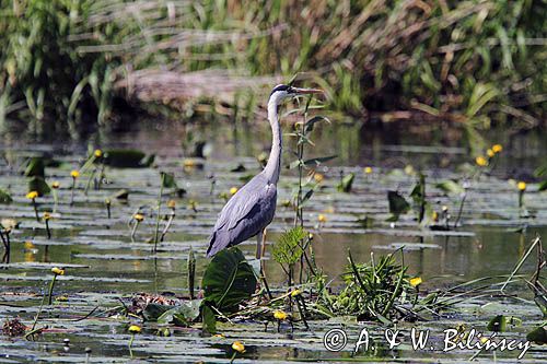 czapla siwa, Ardea cinerea