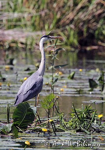 czapla siwa, Ardea cinerea