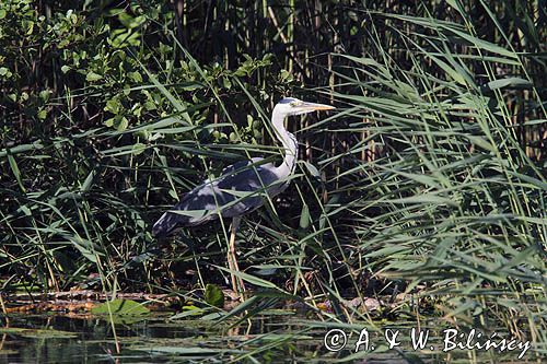 czapla siwa, Ardea cinerea