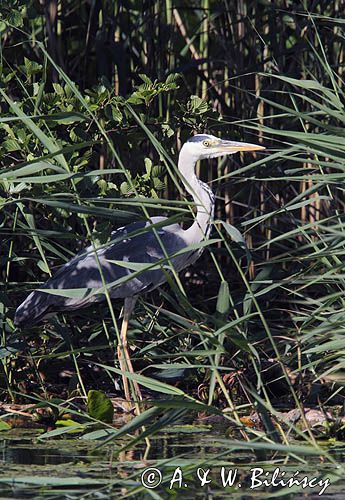 czapla siwa, Ardea cinerea