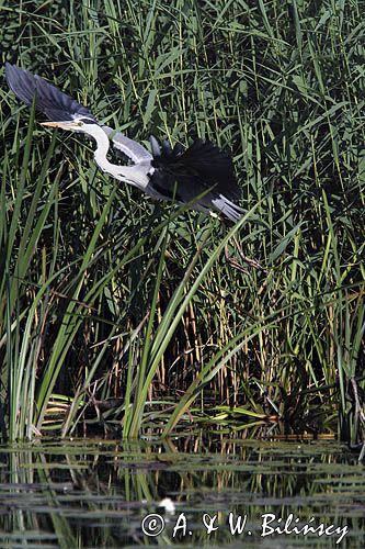 czapla siwa, Ardea cinerea