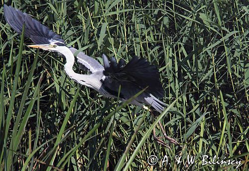 czapla siwa, Ardea cinerea