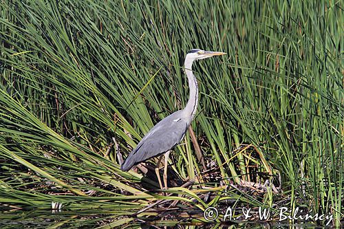 czapla siwa, Ardea cinerea