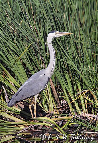czapla siwa, Ardea cinerea