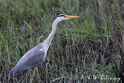 czapla siwa, Ardea cinerea