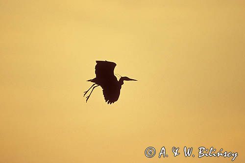 czapla siwa, Ardea cinerea