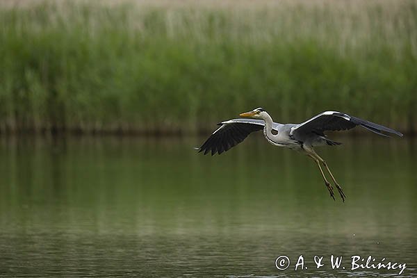Czapla siwa, Ardea cinerea