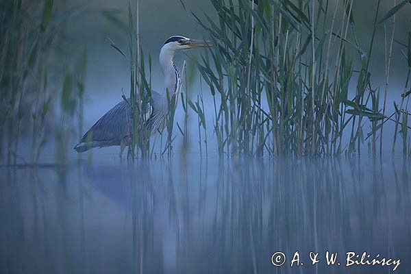 Czapla siwa, Ardea cinerea