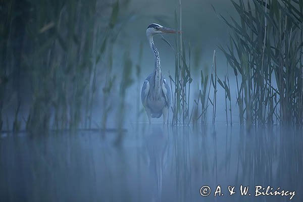 Czapla siwa, Ardea cinerea