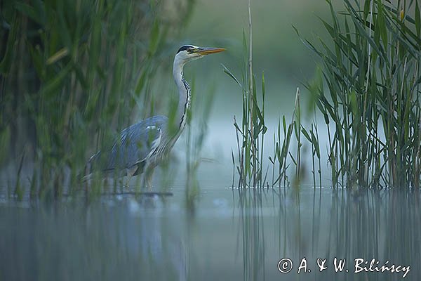 Czapla siwa, Ardea cinerea