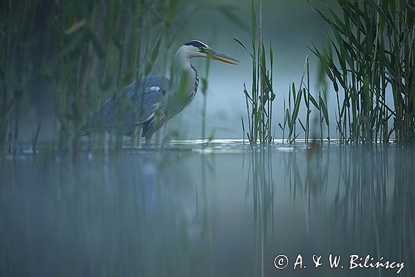 Czapla siwa, Ardea cinerea