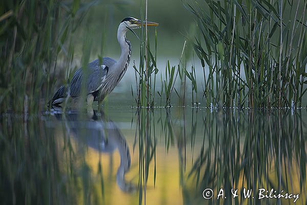 Czapla siwa, Ardea cinerea