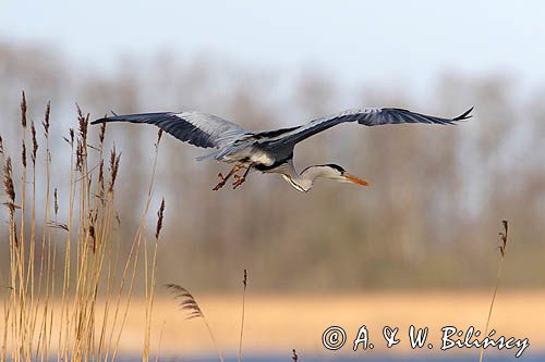 czapla siwa Ardea cinerea