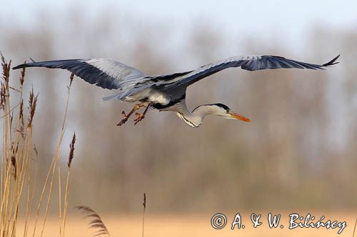 czapla siwa Ardea cinerea