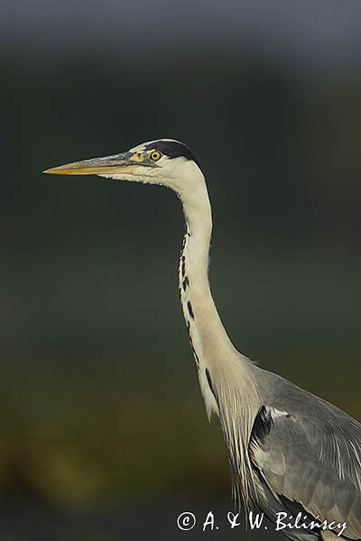 Czapla siwa, Ardea cinerea