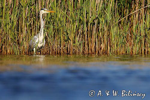 czapla siwa Ardea cinerea