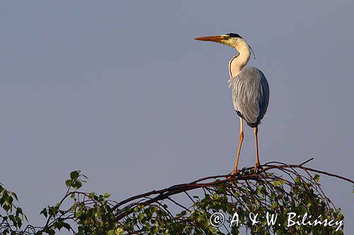 czapla siwa Ardea cinerea