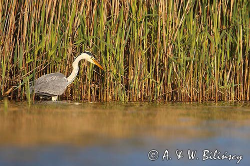 czapla siwa Ardea cinerea