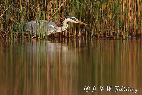czapla siwa Ardea cinerea