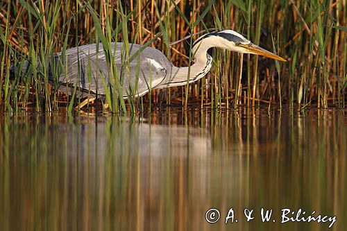 czapla siwa Ardea cinerea