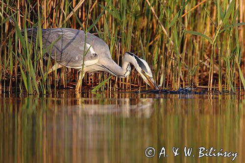 czapla siwa Ardea cinerea