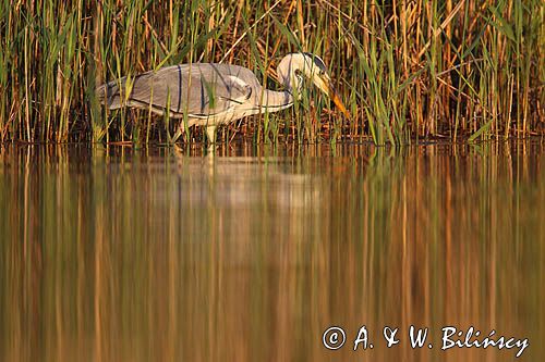 czapla siwa Ardea cinerea
