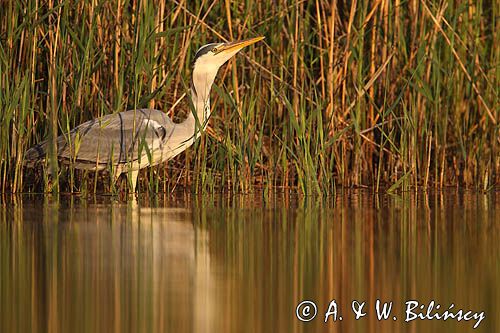 czapla siwa Ardea cinerea