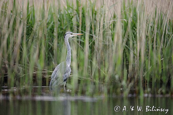 Czapla siwa, Ardea cinerea