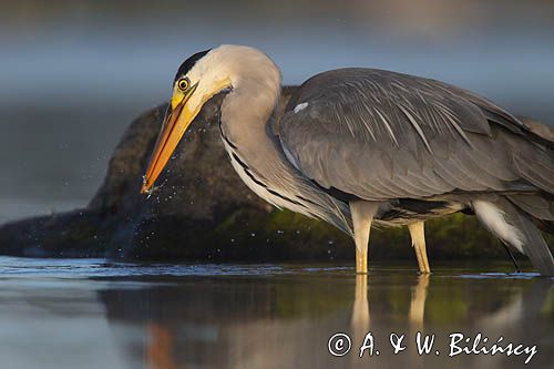 czapla siwa Ardea cinerea