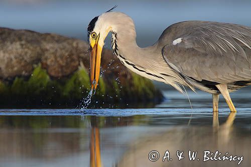 czapla siwa Ardea cinerea