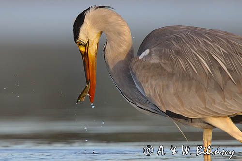 czapla siwa Ardea cinerea