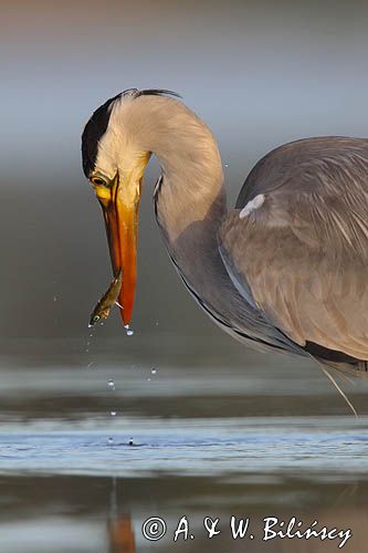 czapla siwa Ardea cinerea