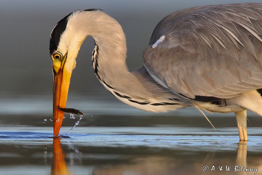 czapla siwa Ardea cinerea