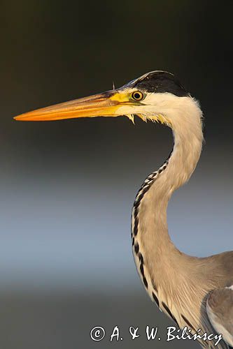 czapla siwa Ardea cinerea