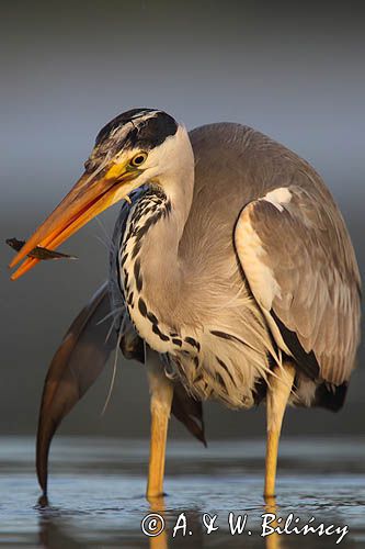 czapla siwa Ardea cinerea